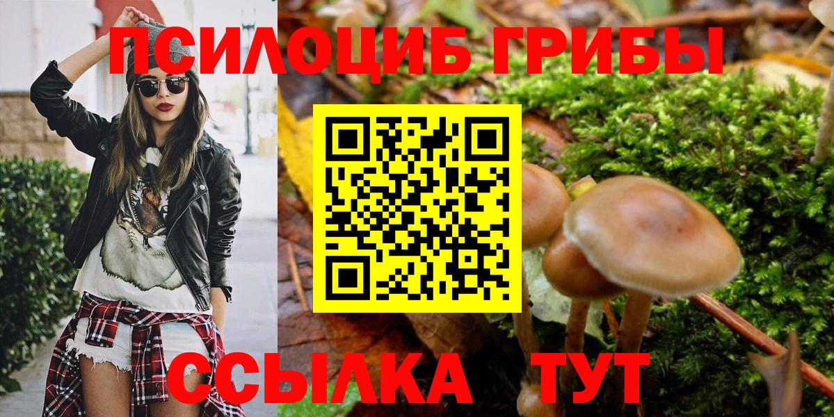 Галлюциногенные грибы Psilocybe Курчатов